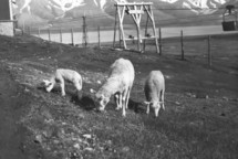 SHEEP LIMIT 78°13 N 15°38°B sound installation