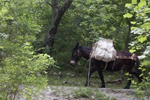 Colossal Balkan  <em>Photo: karmina šilec</em>