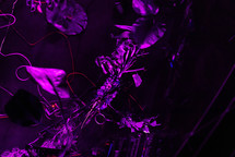 DATA GARDEN <em>Photo: Dorian Silec Petek</em>